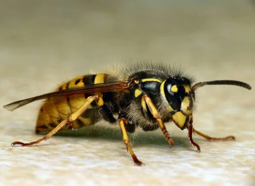 Common wasp
