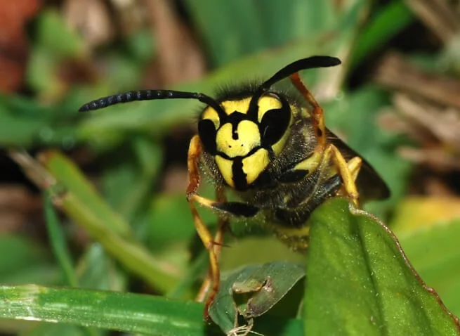 German wasps are a summer nuisance