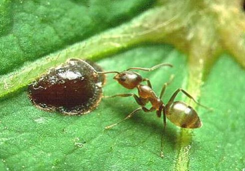 Argentine Ant Argentine Ant