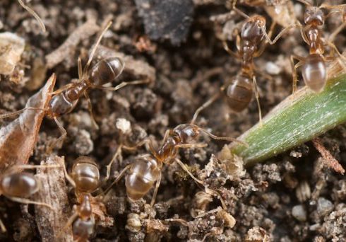 Darwin’s Ant Darwin's Ant